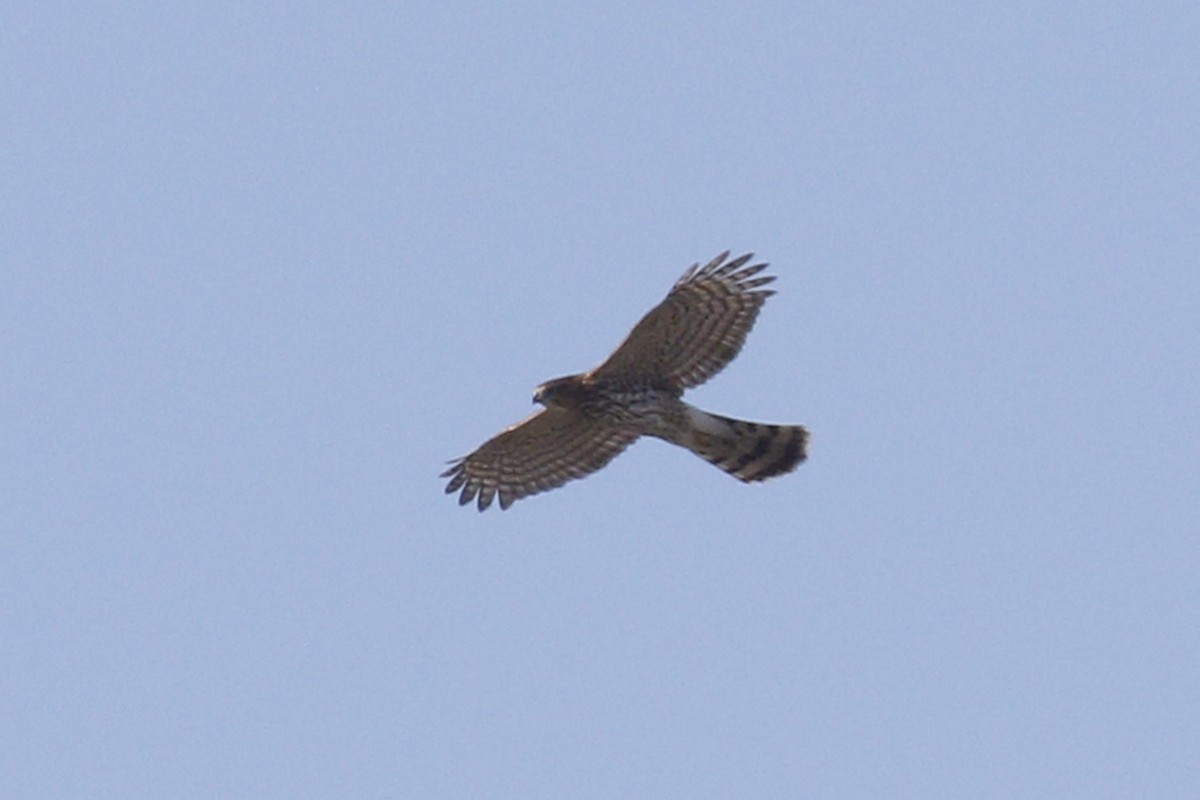 Cooper's Hawk - ML70850351