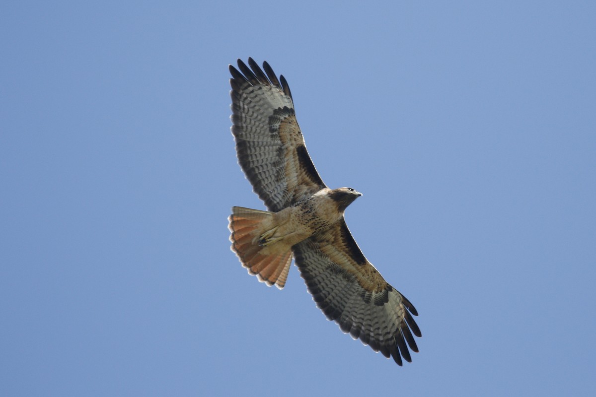 Red-tailed Hawk - Donna Pomeroy