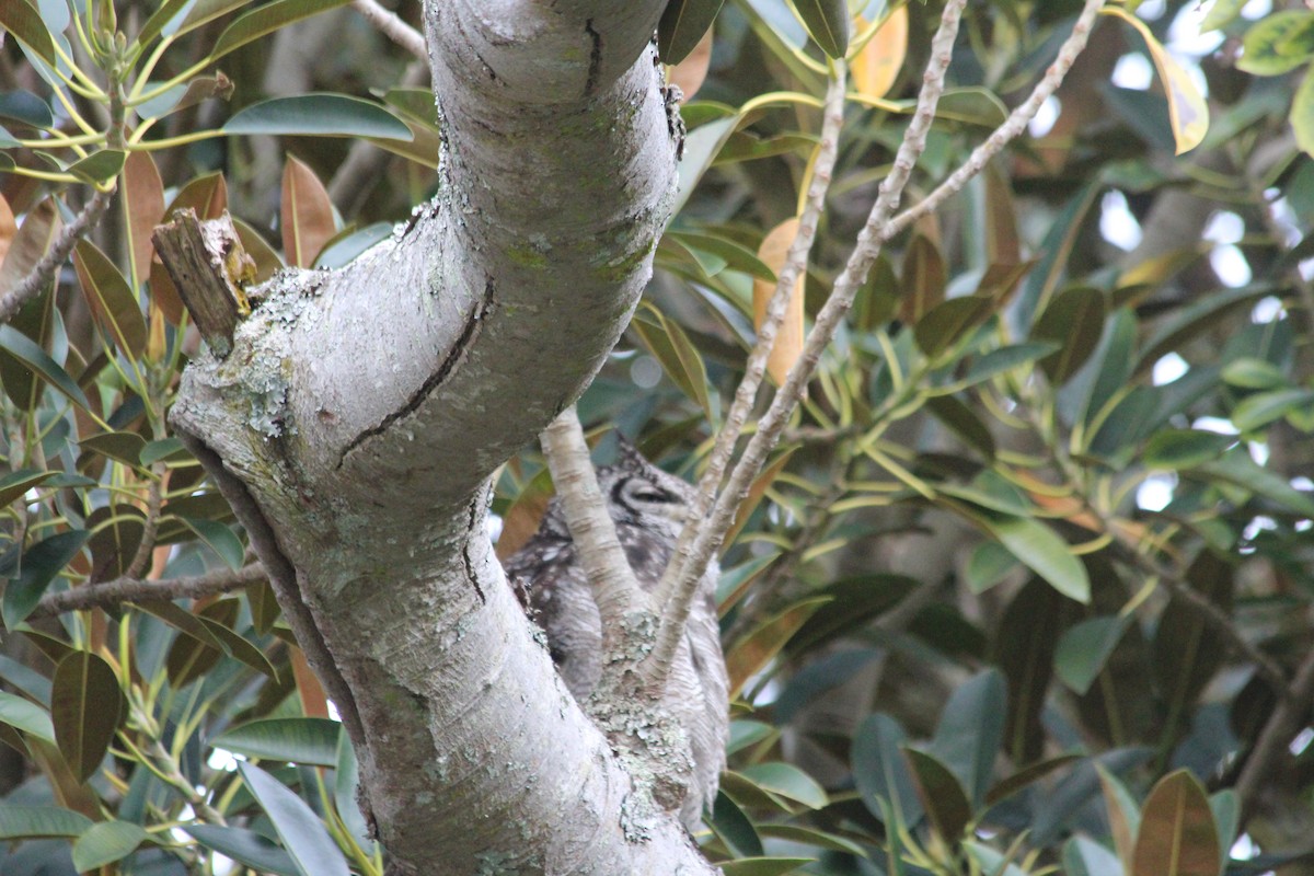 Spotted Eagle-Owl - ML70851951