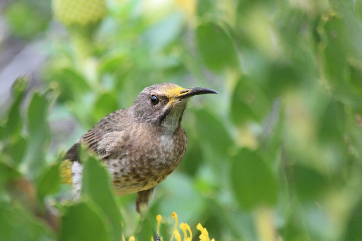 Cape Sugarbird - ML70851961