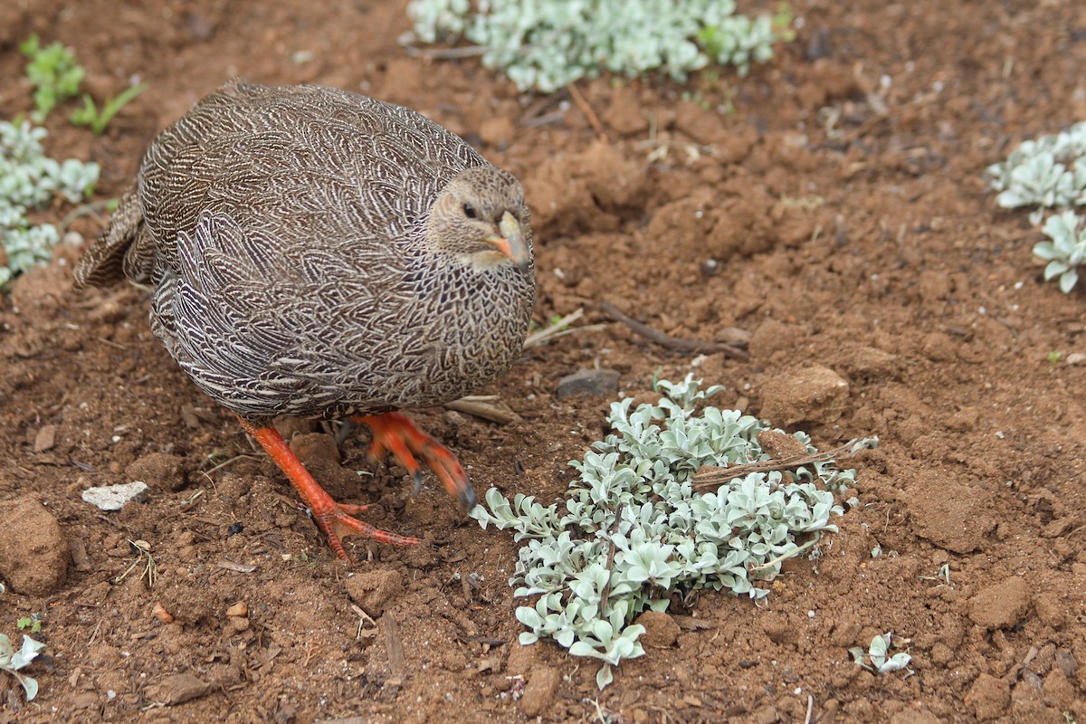 Cape Spurfowl - ML70852141