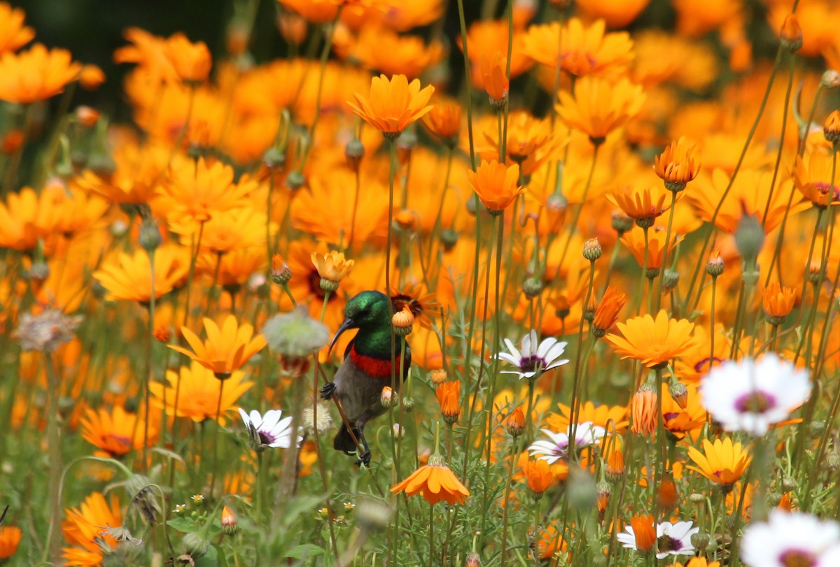 Southern Double-collared Sunbird - ML70852341