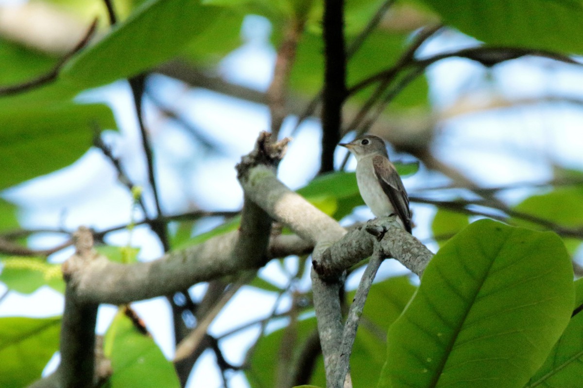 Asian Brown Flycatcher - ML70852431