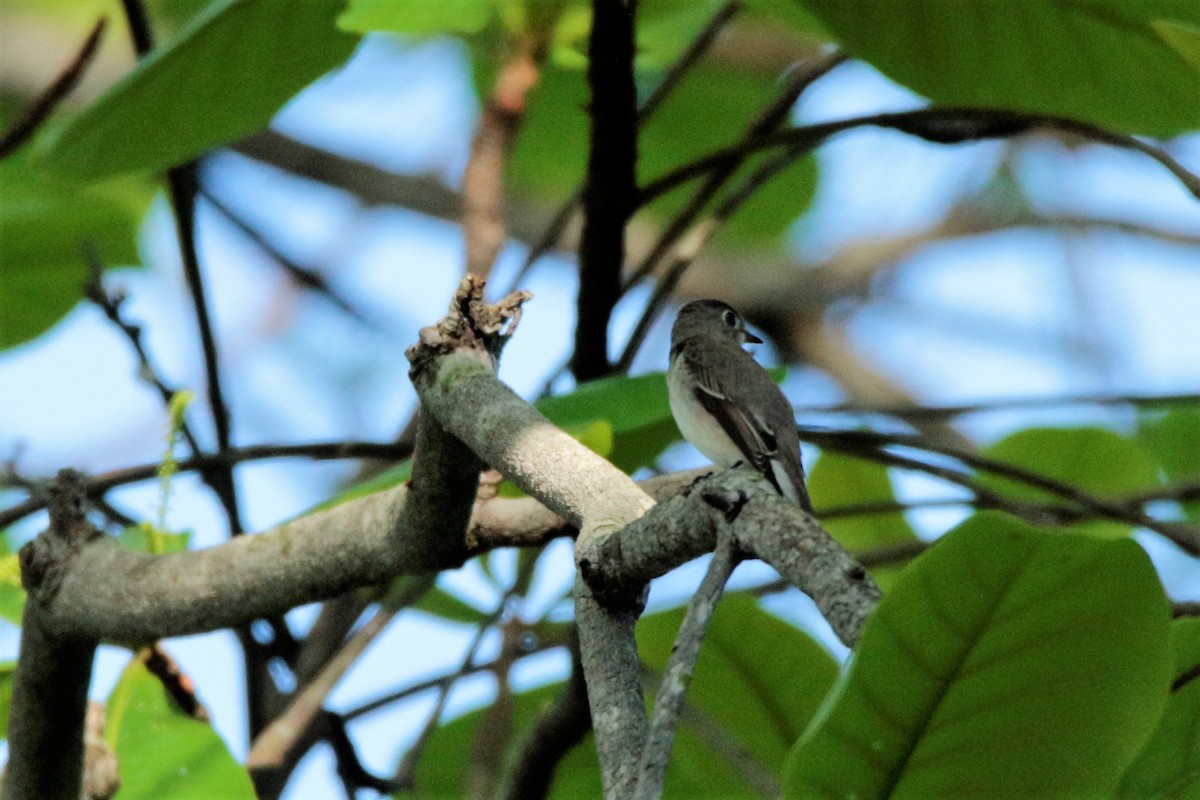 Asian Brown Flycatcher - ML70852441