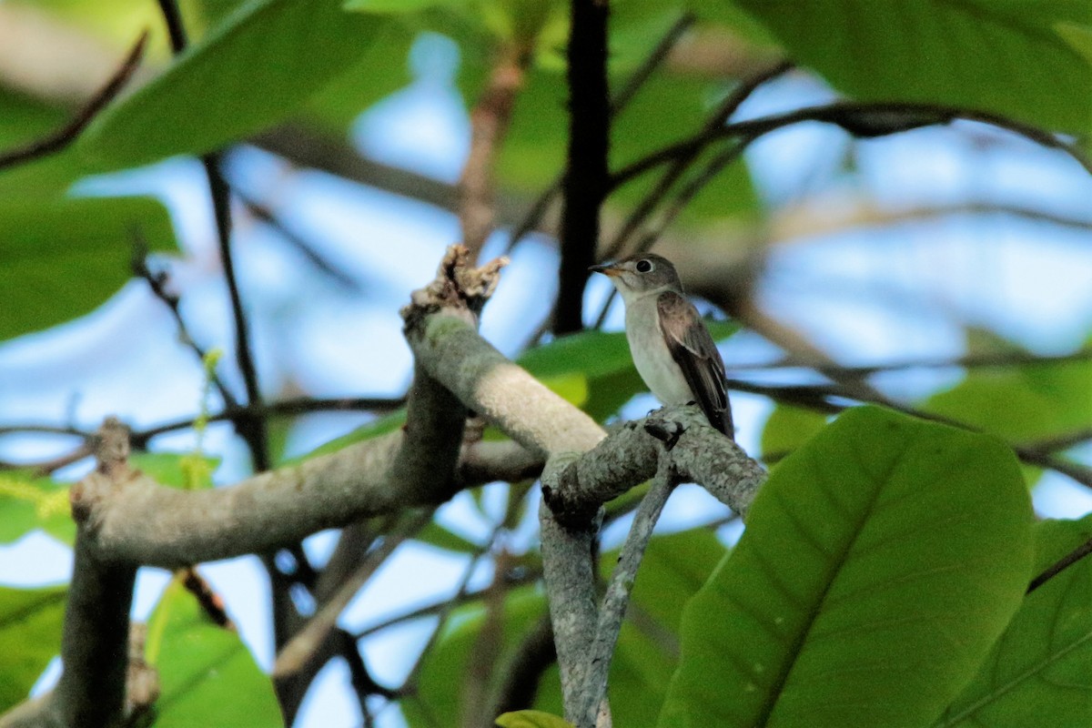 Asian Brown Flycatcher - ML70852451