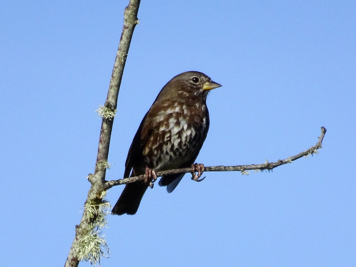 Fox Sparrow - ML70852811