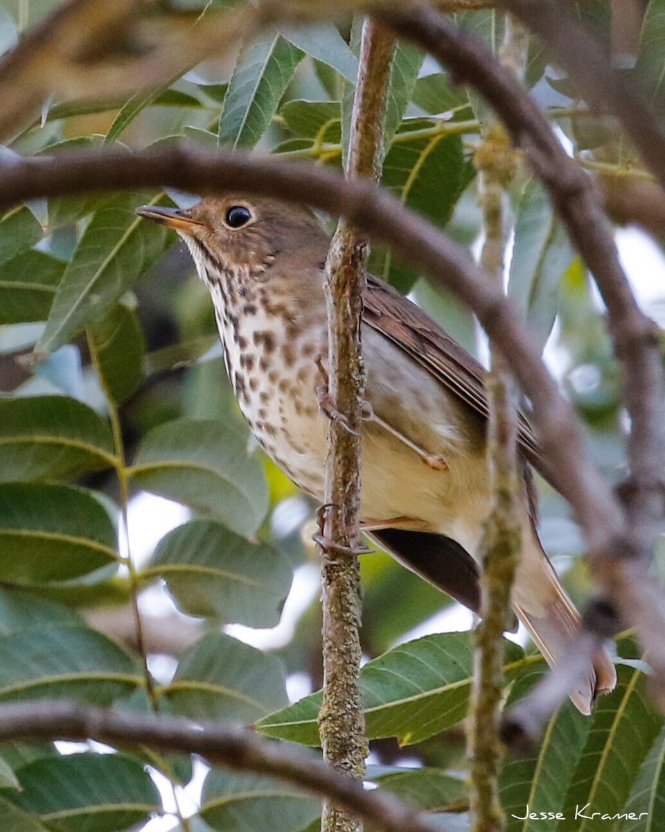 Hermit Thrush - ML70853281