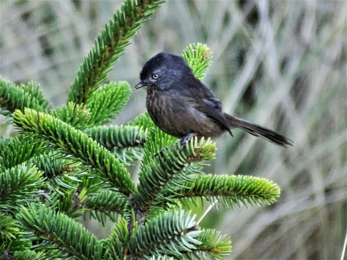 Wrentit - ML70853401