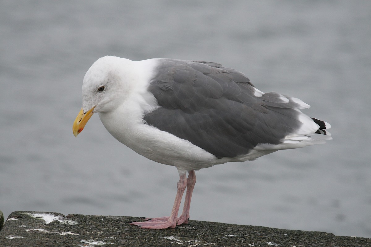 Goéland d'Audubon - ML70853501