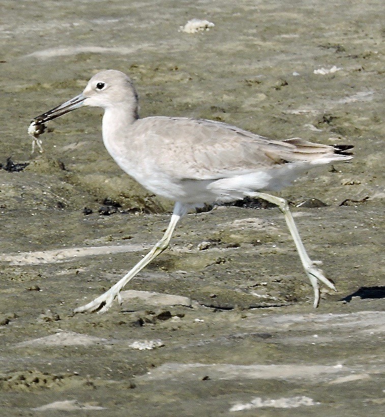 Willet - ML70854511