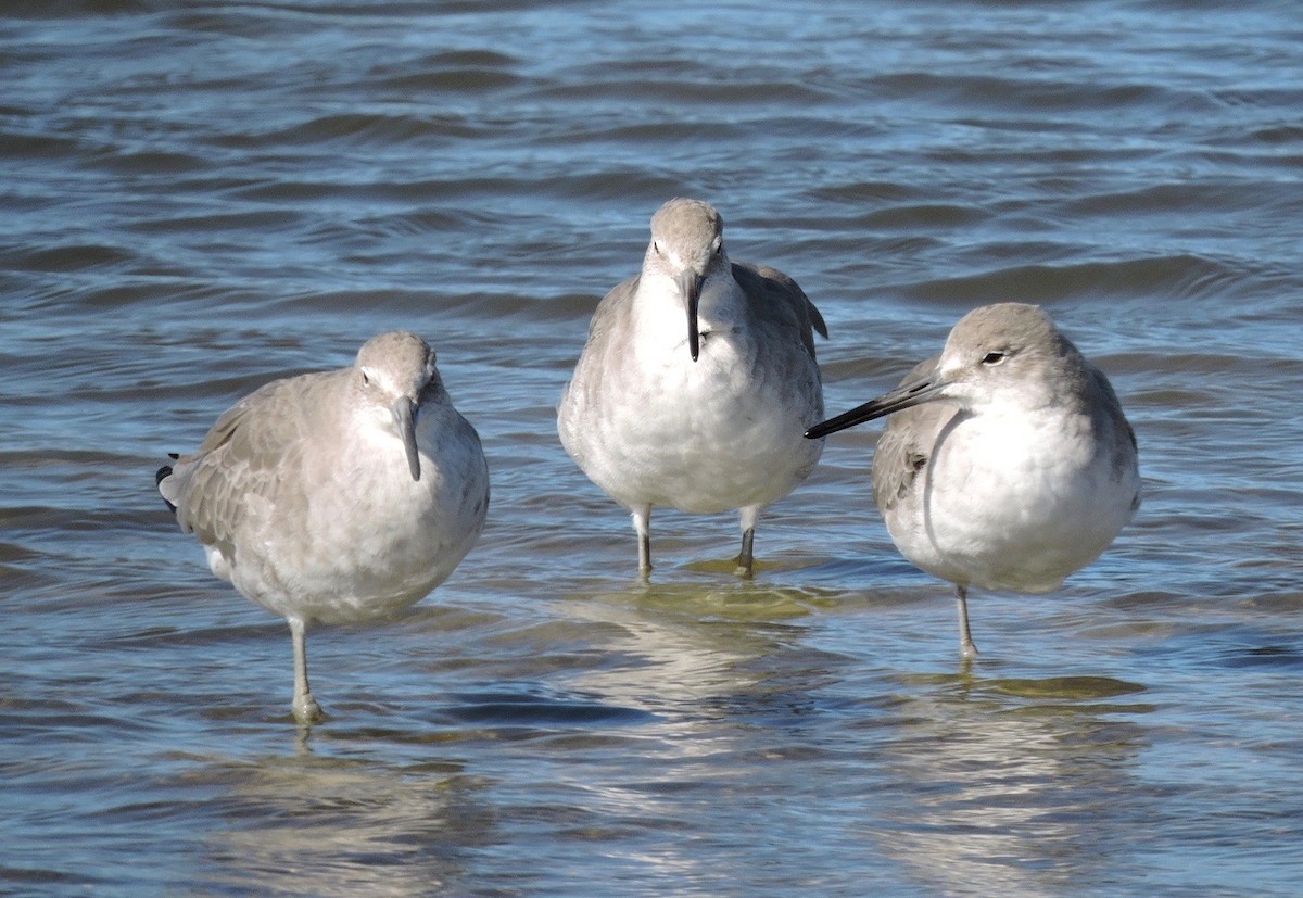 Willet - ML70854521