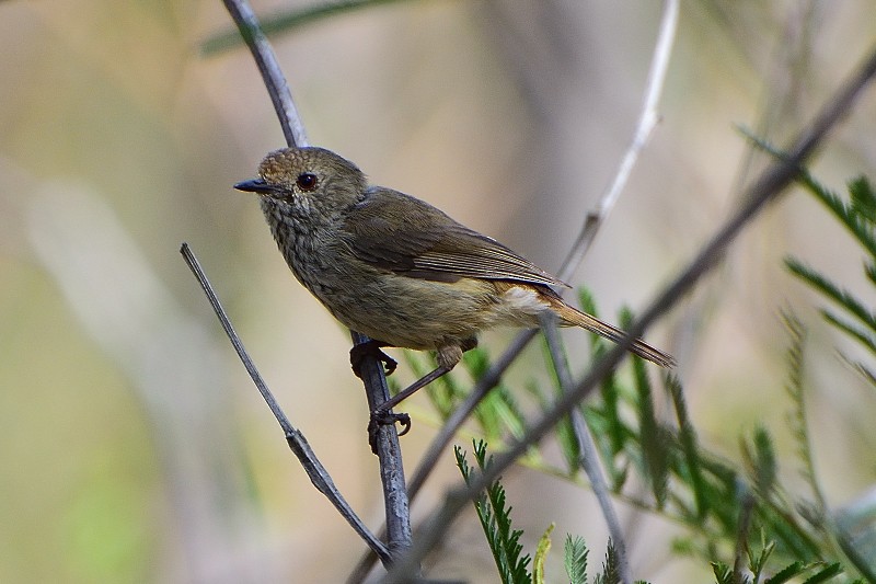 Brown Thornbill - ML70854861