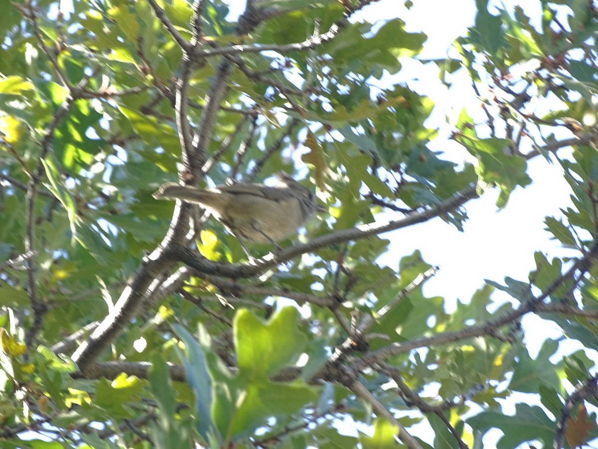 Juniper Titmouse - ML70855171