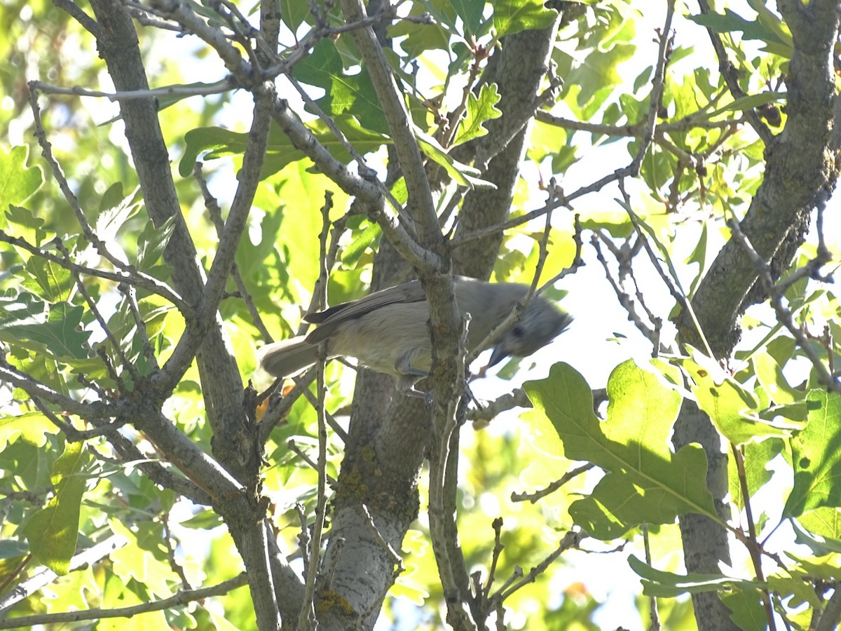 Juniper Titmouse - Brett Wiese