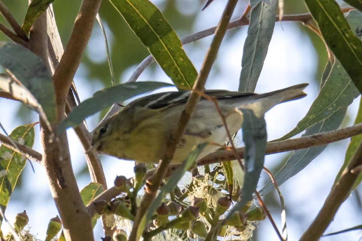 Blackpoll Warbler - ML70855311