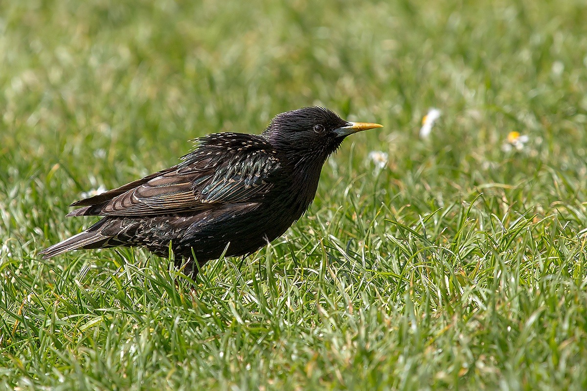 歐洲椋鳥 - ML708560