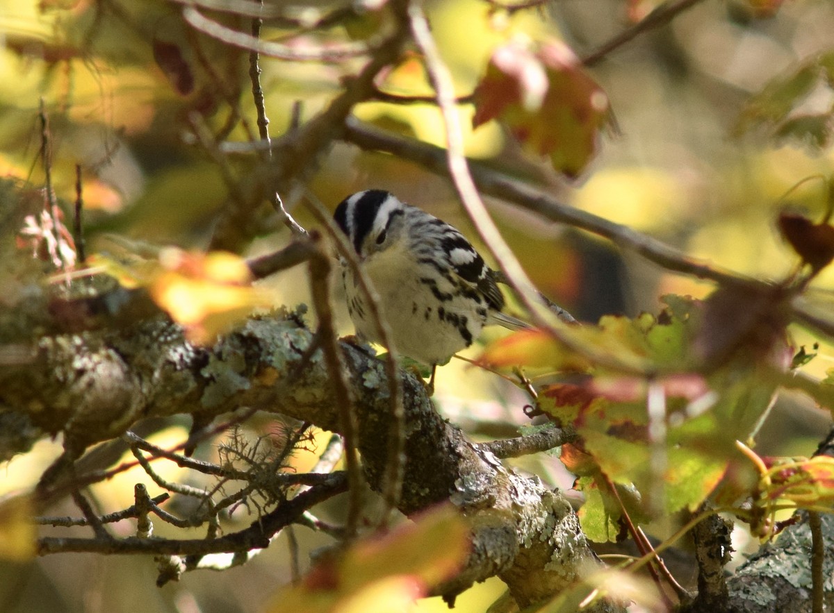 Black-and-white Warbler - ML70856041