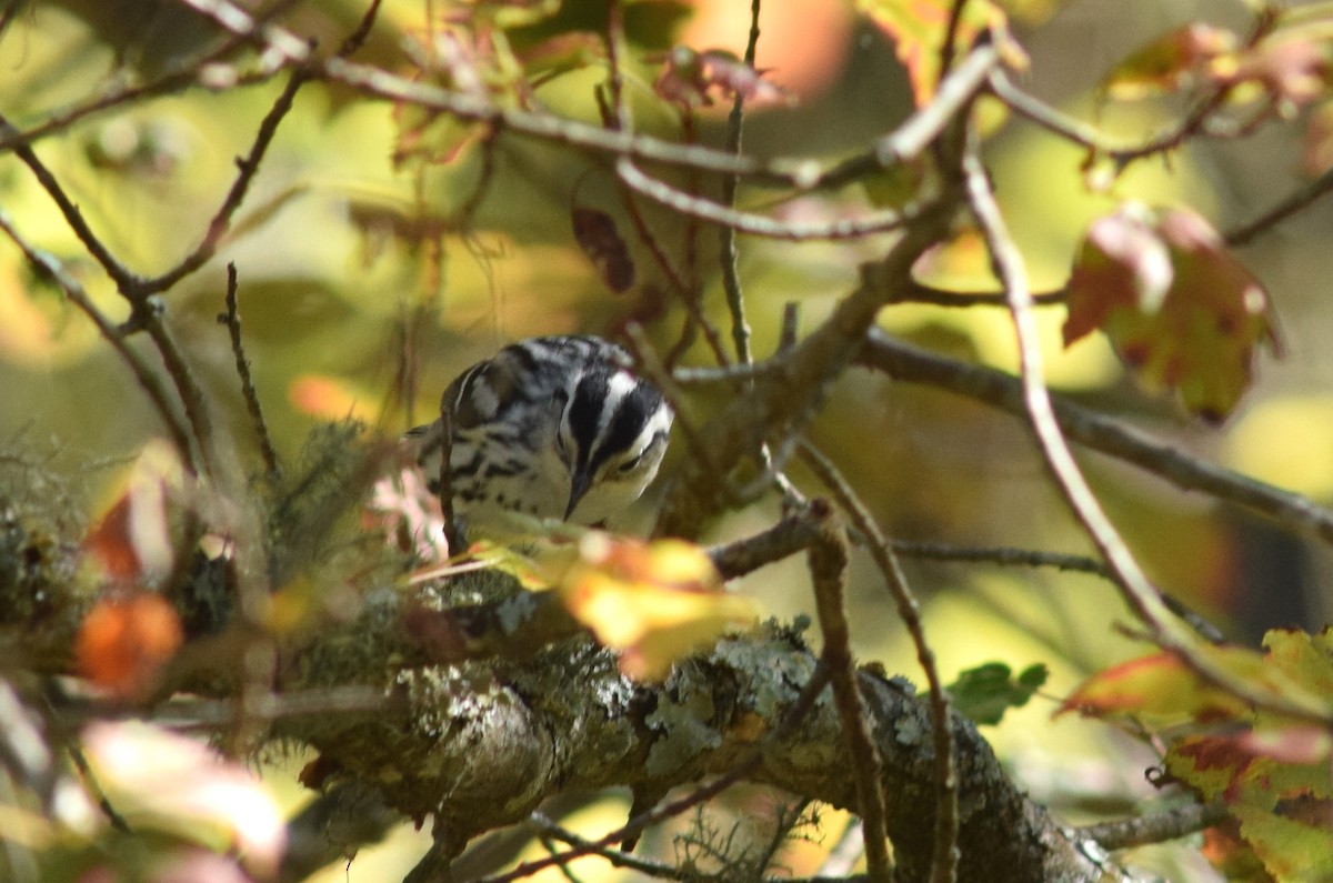 Black-and-white Warbler - ML70856051