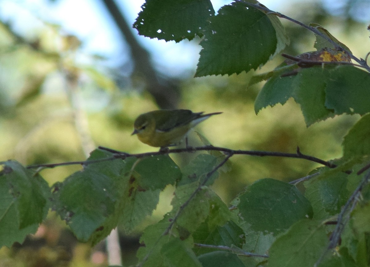 Tennessee Warbler - ML70856131