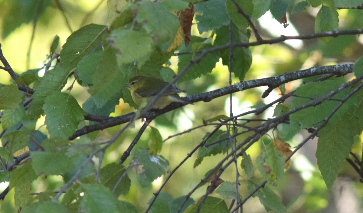 Tennessee Warbler - ML70856191