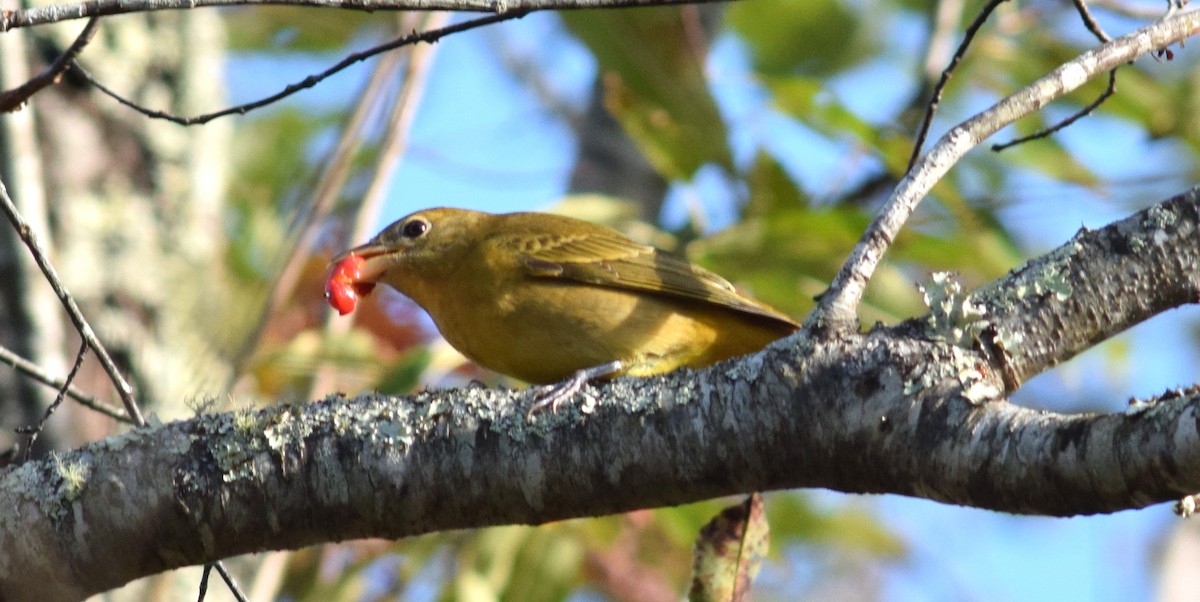 Summer Tanager - ML70856361