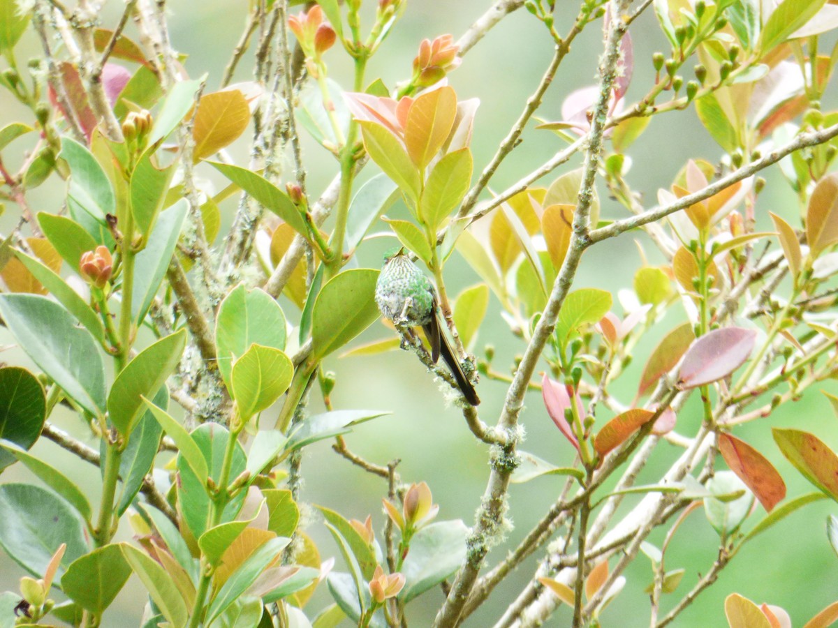 Green-tailed Trainbearer - ML70856861