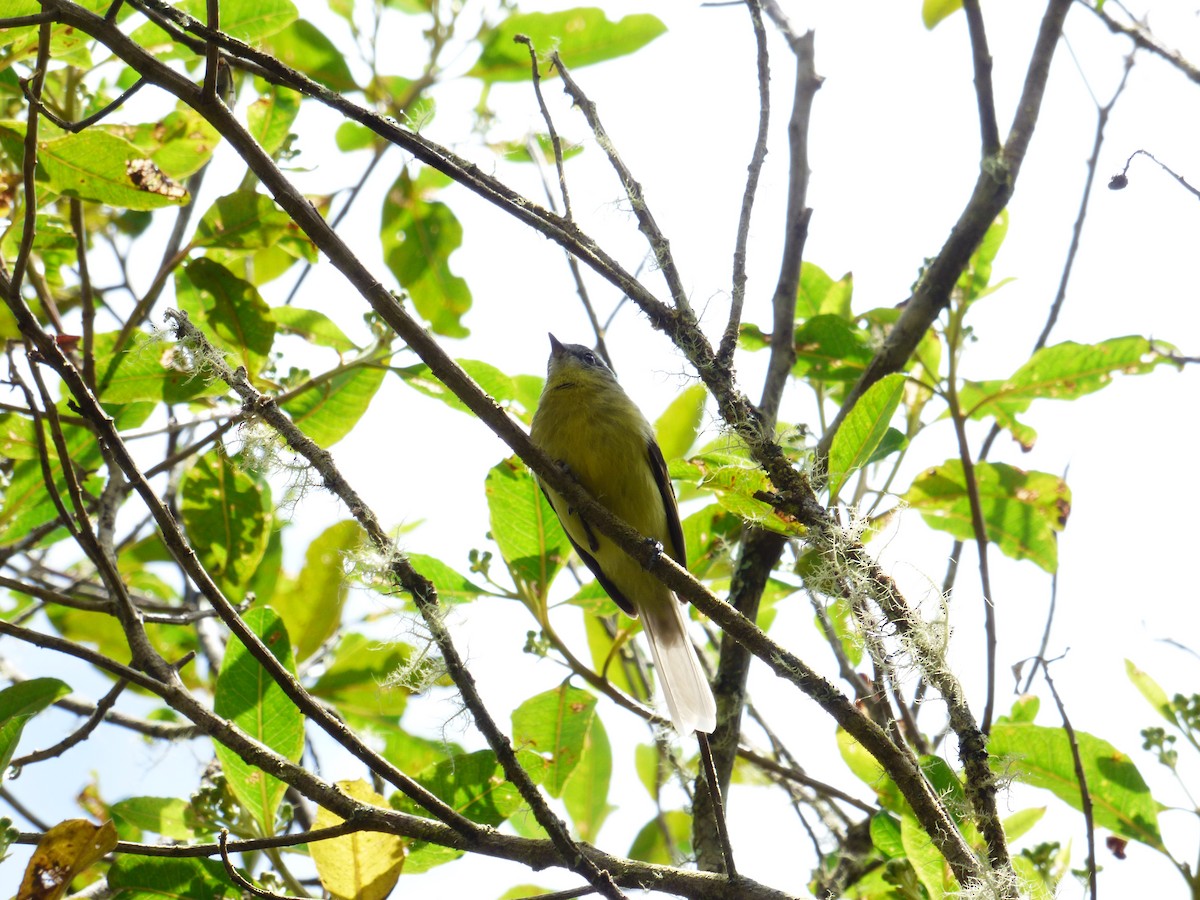 Sulphur-bellied Tyrannulet - ML70856911