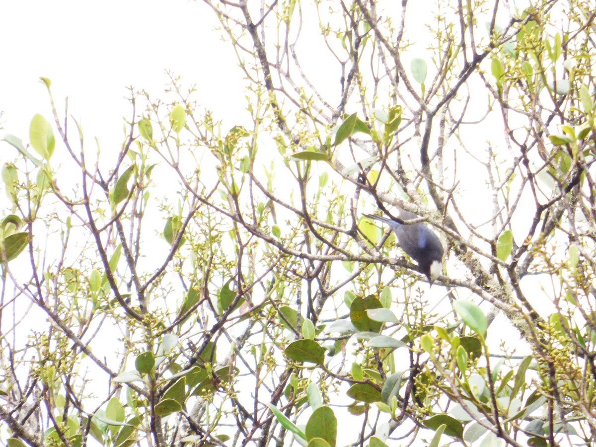 Capped Conebill - ML70857101