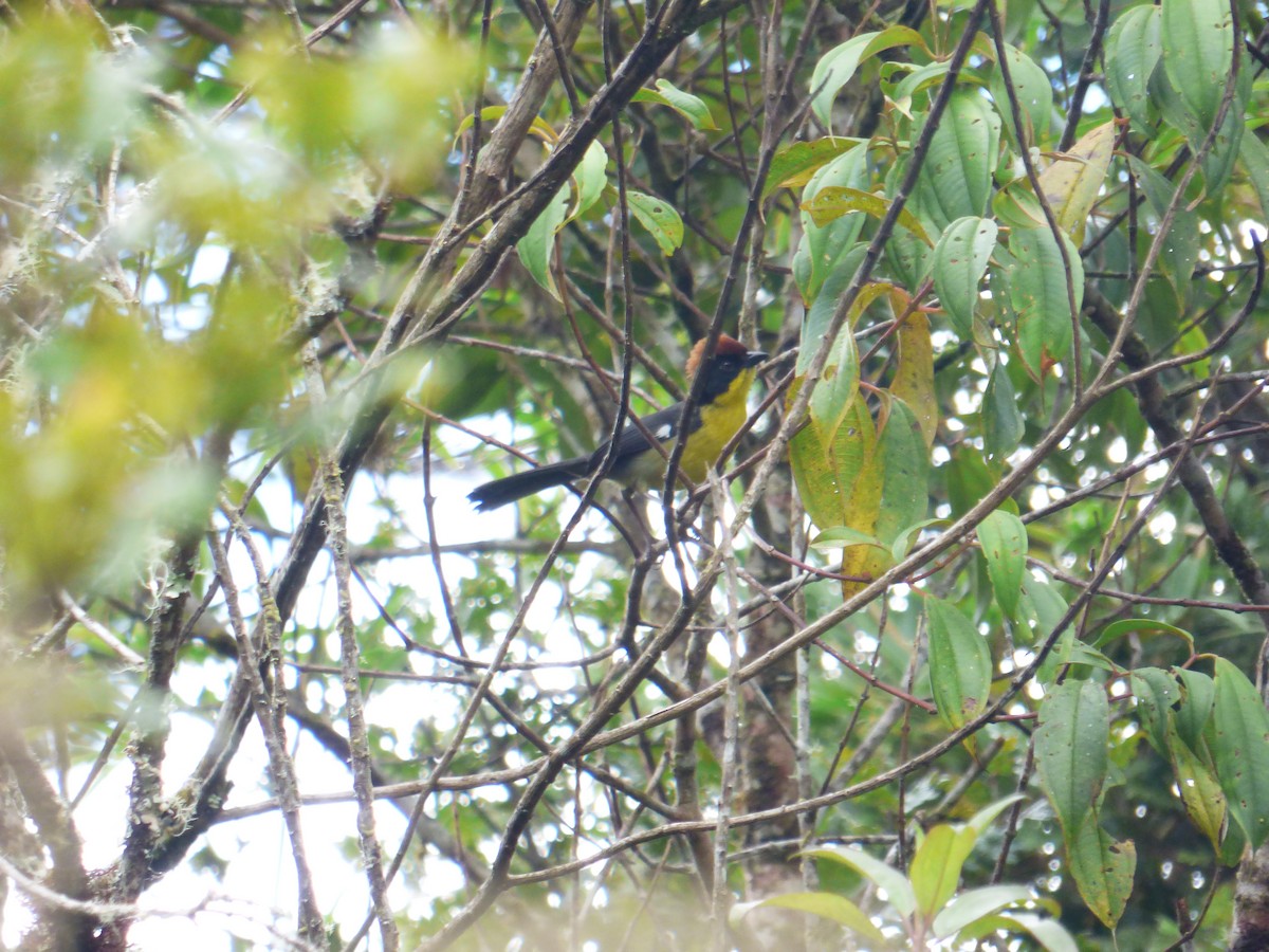 Yellow-breasted Brushfinch - ML70857151