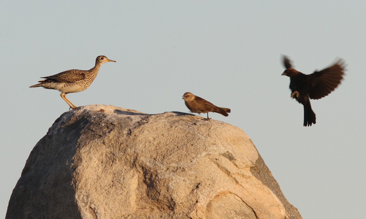 Upland Sandpiper - ML70857751