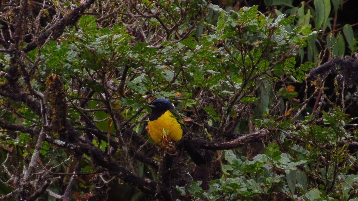 Black-chested Mountain Tanager - ML70858461