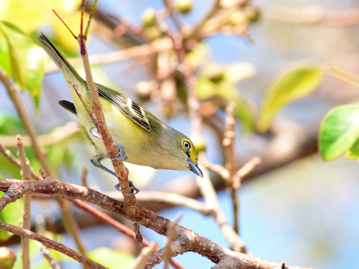 Ak Gözlü Vireo - ML70859321