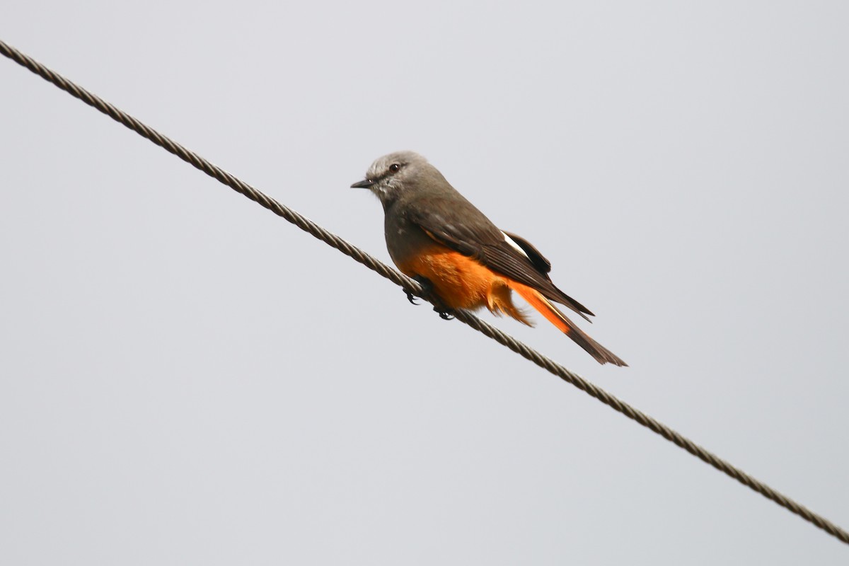 Red-rumped Bush-Tyrant - ML70860011