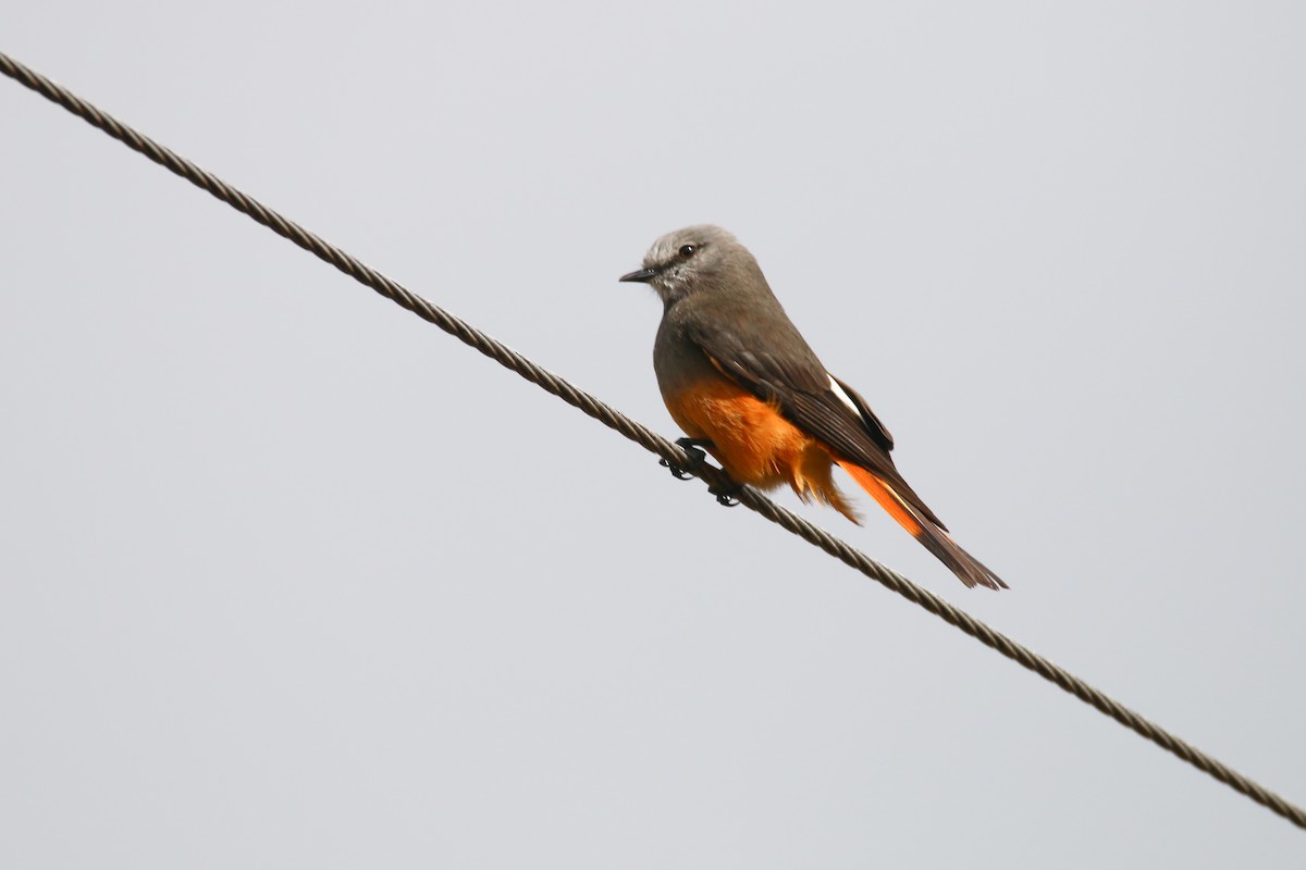 Red-rumped Bush-Tyrant - ML70860021