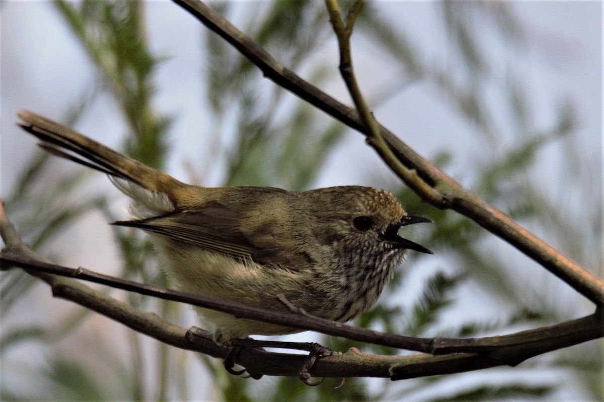 Brown Thornbill - ML70860891