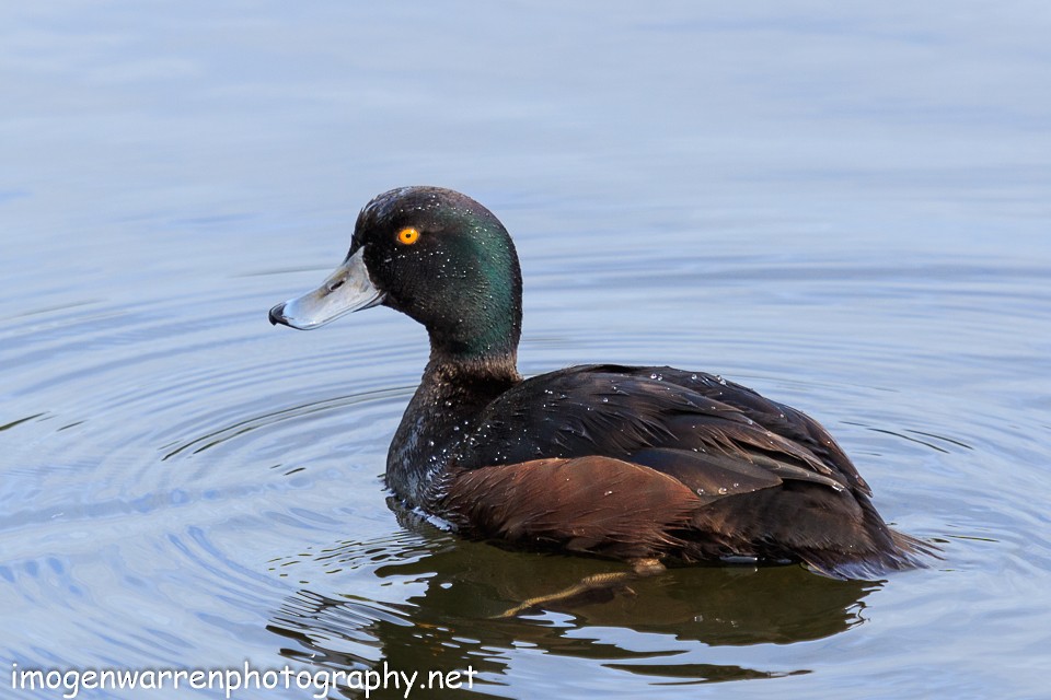 New Zealand Scaup - ML70862601