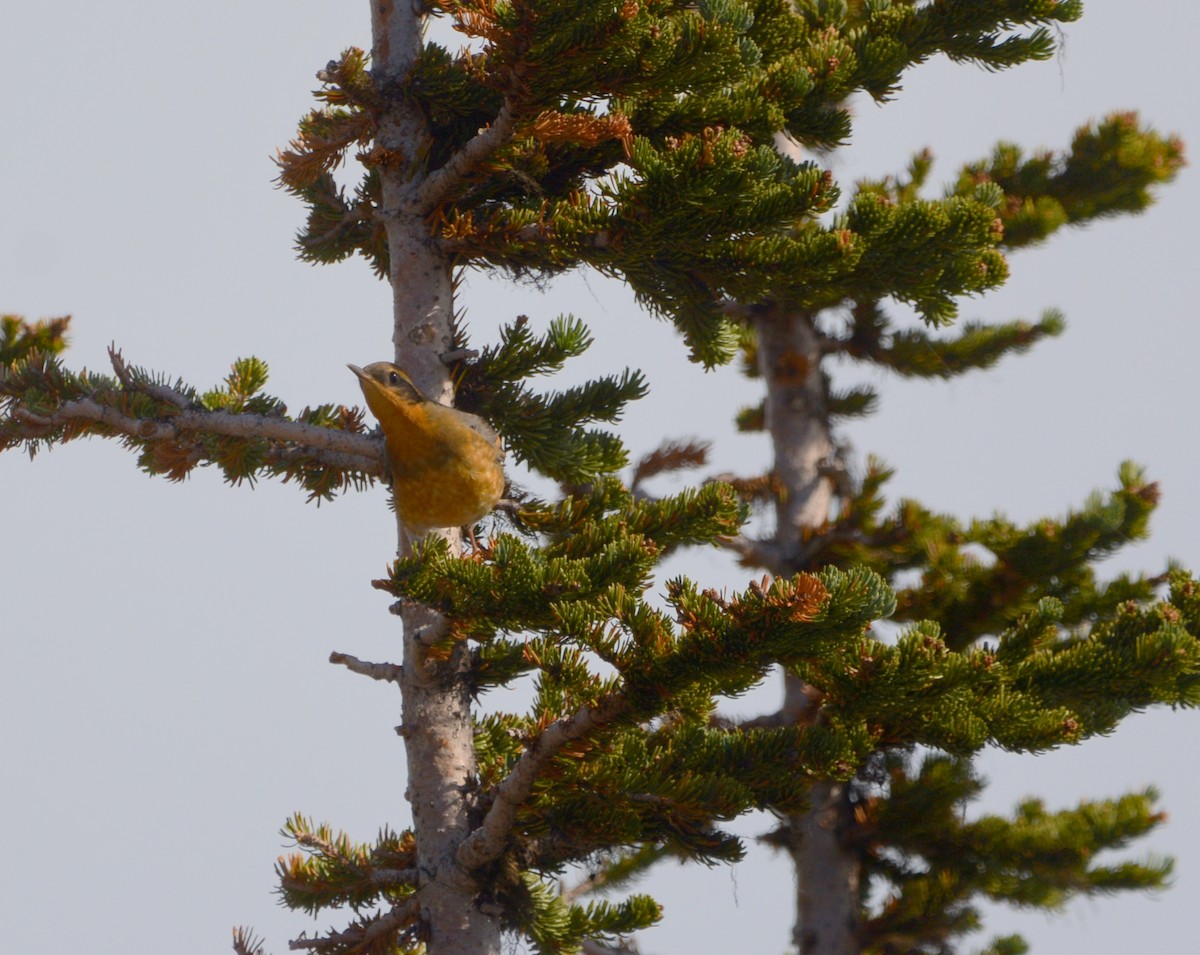 Varied Thrush - ML70866391