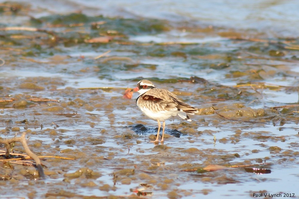 Black-fronted Dotterel - ML70866841