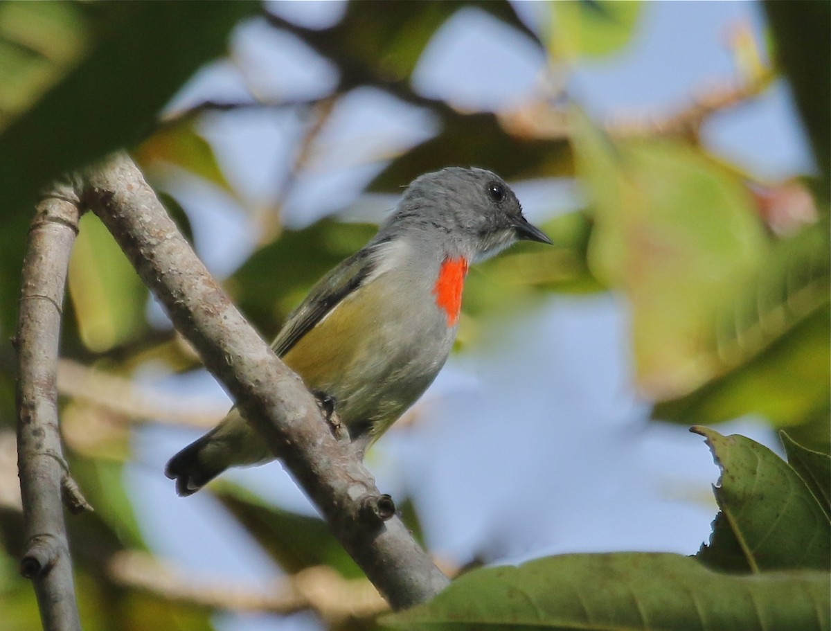 Buru Flowerpecker - Gil Ewing