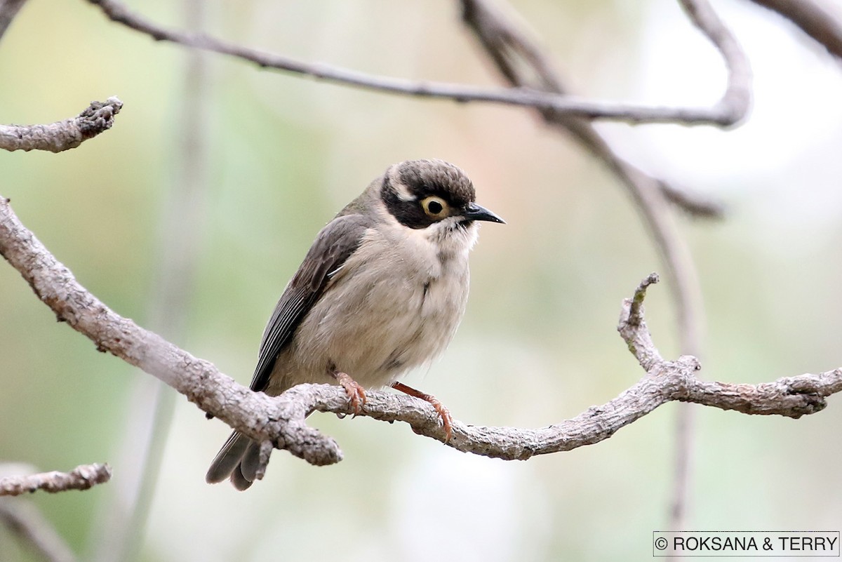 Brown-headed Honeyeater - ML70867301