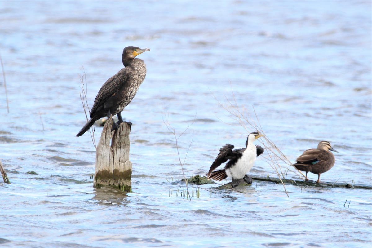 Great Cormorant - ML70867631