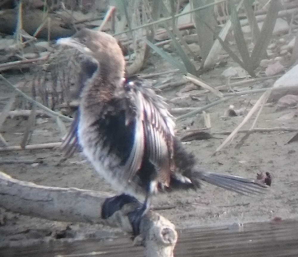 Pygmy Cormorant - ML70868181