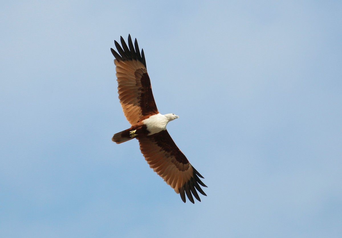 Brahminy Kite - ML70869301