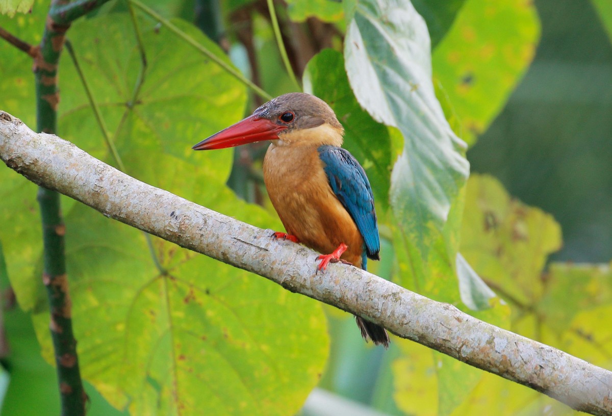 Stork-billed Kingfisher - Neoh Hor Kee