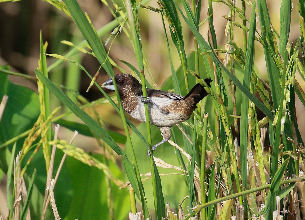 White-rumped Munia - ML70869631