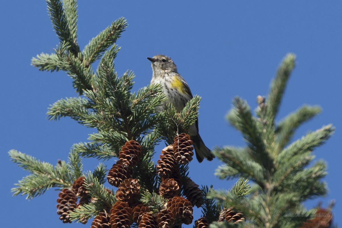 Yellow-rumped Warbler - Lucien Lemay