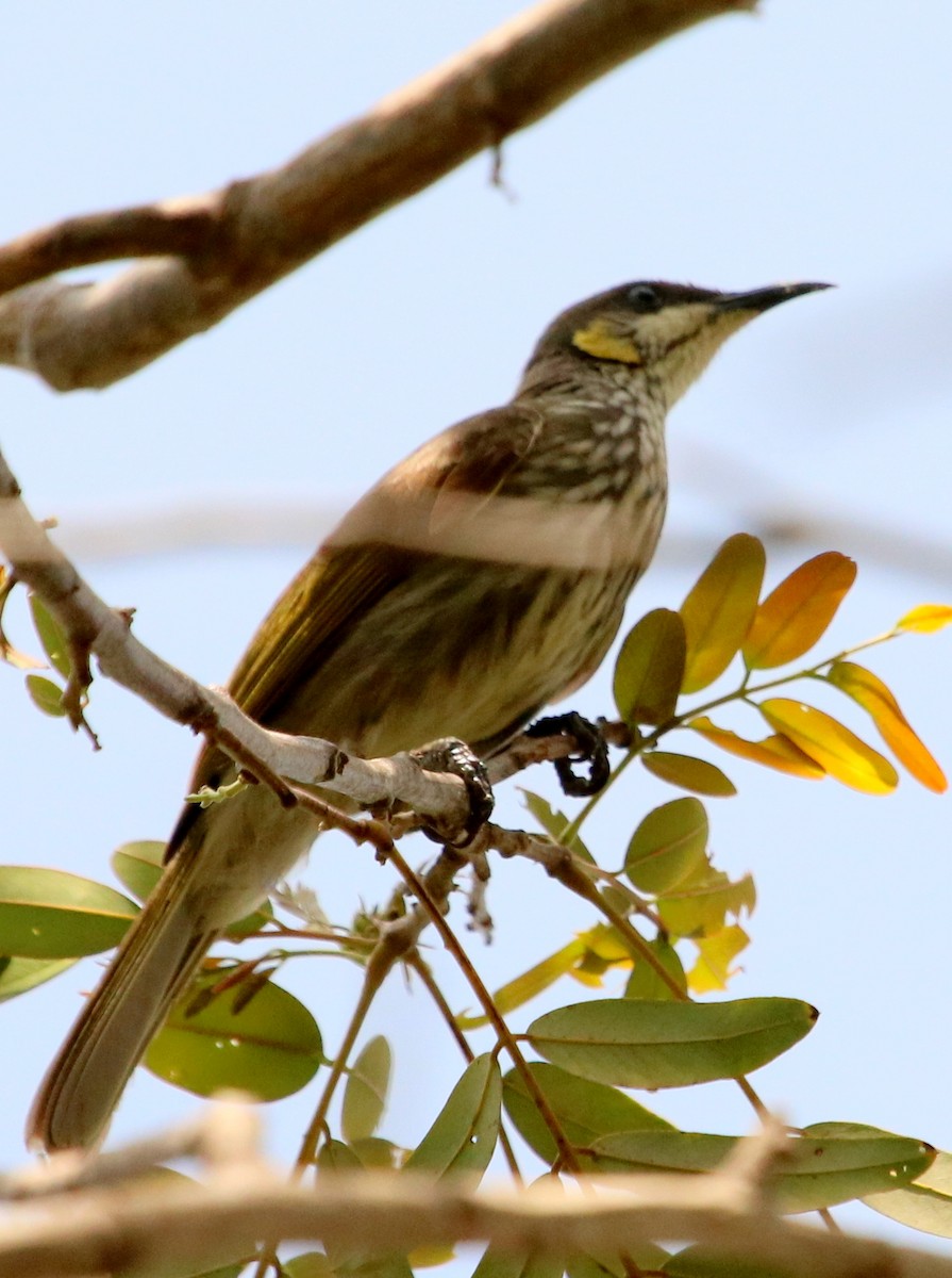 Streak-breasted Honeyeater - Siti Sutedjo