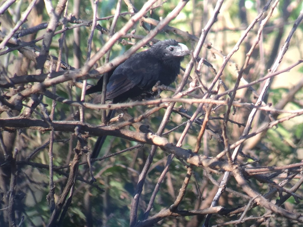 Groove-billed Ani - ML70872051