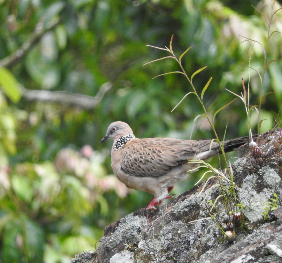 Spotted Dove - ML70873321