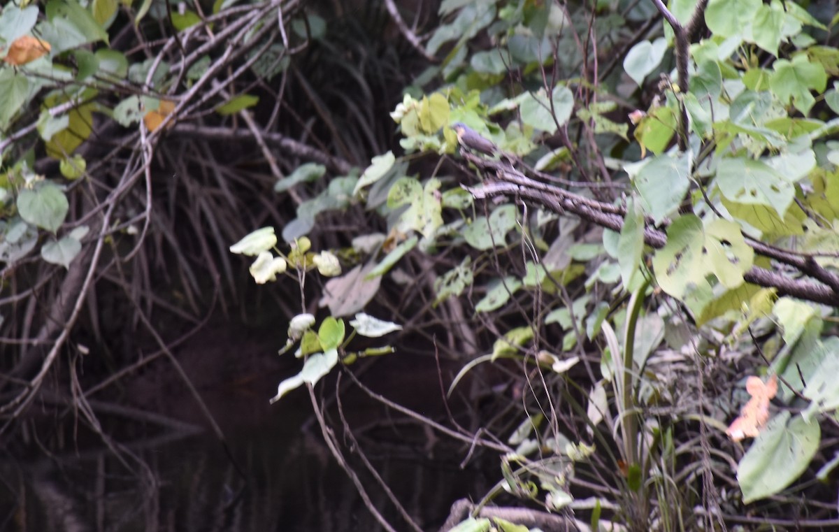 Leaden Flycatcher - ML70873431